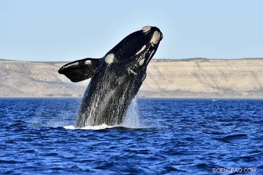 Argentina s Patagonia Records Highest Ever Whale Count