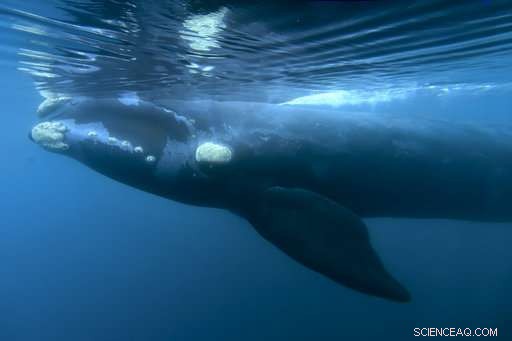 Argentina s Patagonia Records Highest Ever Whale Count
