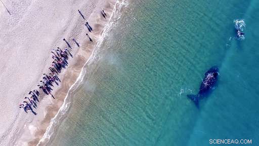 Argentina s Patagonia Records Highest Ever Whale Count