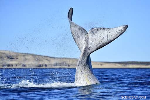 Argentina s Patagonia Records Highest Ever Whale Count