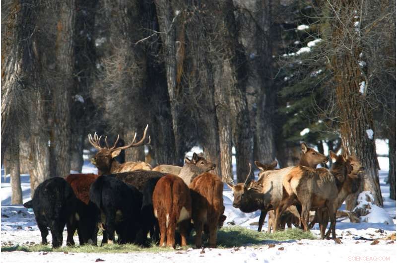 Advanced Mapping Tool Traces Elk Movements to Lower Brucellosis Threat to Cattle
