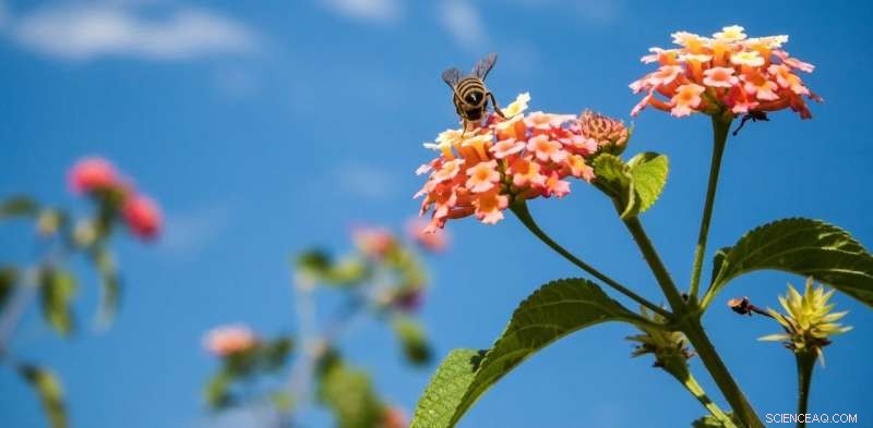 How Flower Nanostructures Signal Bees: Unveiling Nature’s Secret Light Patterns