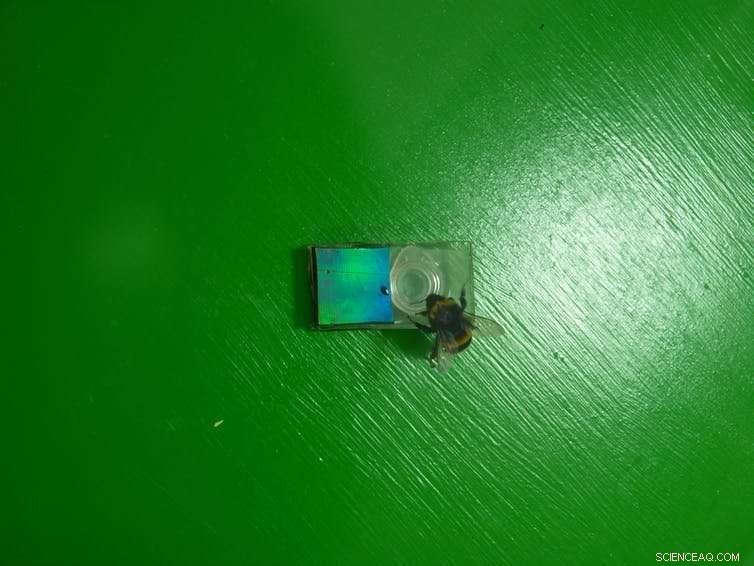 How Flower Nanostructures Signal Bees: Unveiling Nature’s Secret Light Patterns