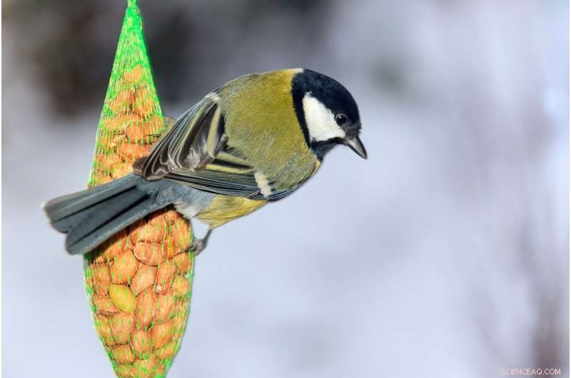 Great Tits Show Beak Adaptation to Backyard Birdfeeders: A New Evolutionary Insight