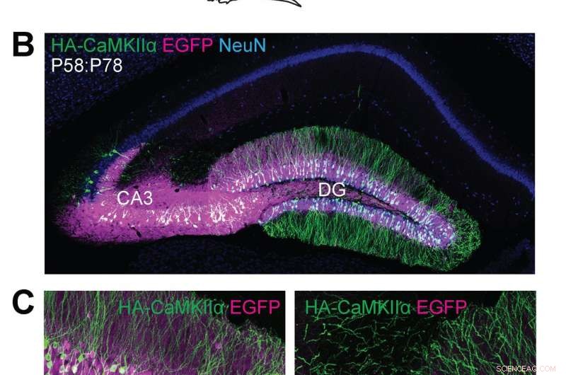 Revolutionizing Brain Gene Editing: CRISPR Advances Open New Frontiers