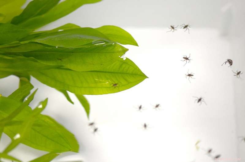 How Water Striders Showcase Evolutionary Processes