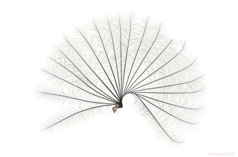 How Water Striders Showcase Evolutionary Processes