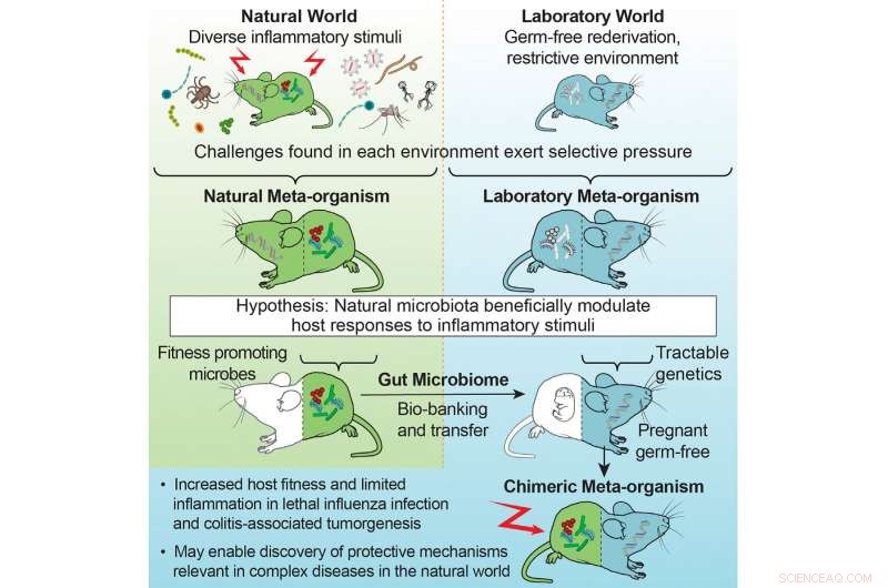 Wild Mice Gut Microbiota Enhances Lab Mice Resilience Against Flu and Cancer