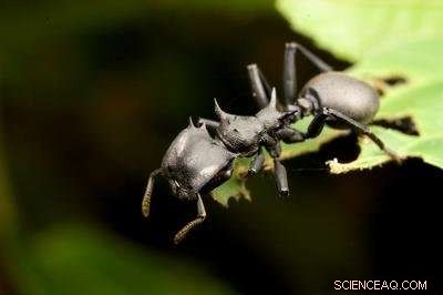 Amazon canopy ants host far more gut bacteria than ground ants, new study shows