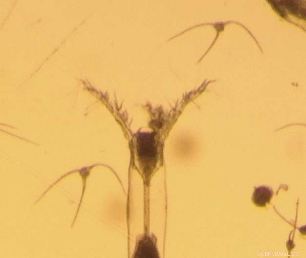 Canadian Arctic Reveals First Verified Sea Monster