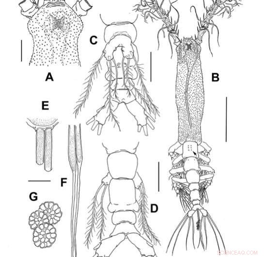 Canadian Arctic Reveals First Verified Sea Monster