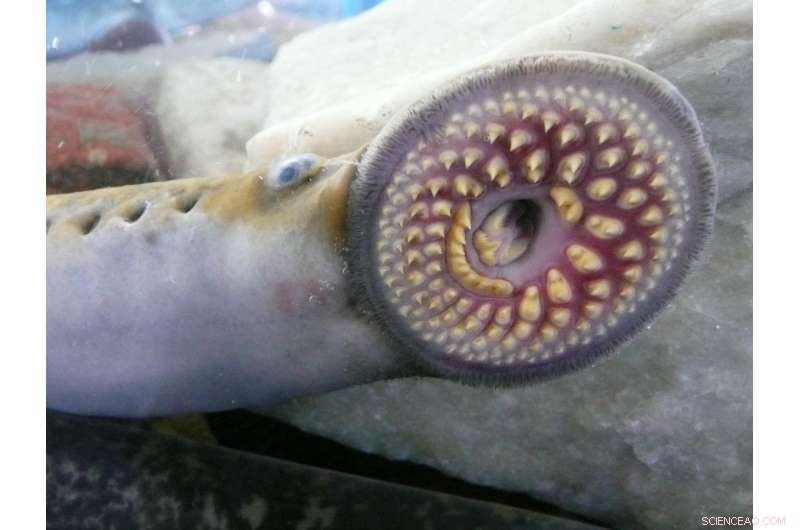 Scientists Investigate Blood-Feeding Habits of the Silver Lamprey