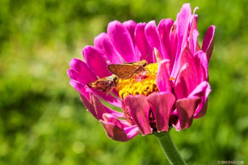 Optimizing Warm-Season Lawns: Research on Pollinator Plots Enhances Habitat