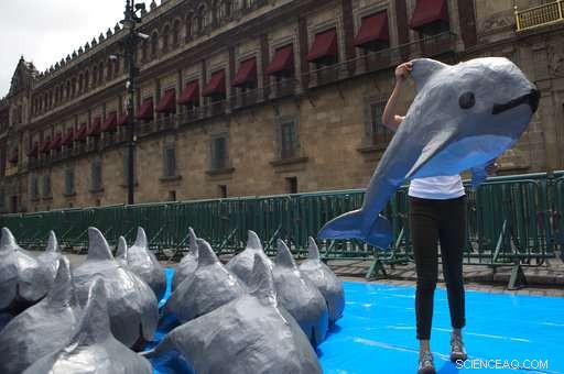 Mexico Search Team Finds and Safely Releases Endangered Vaquita Calf
