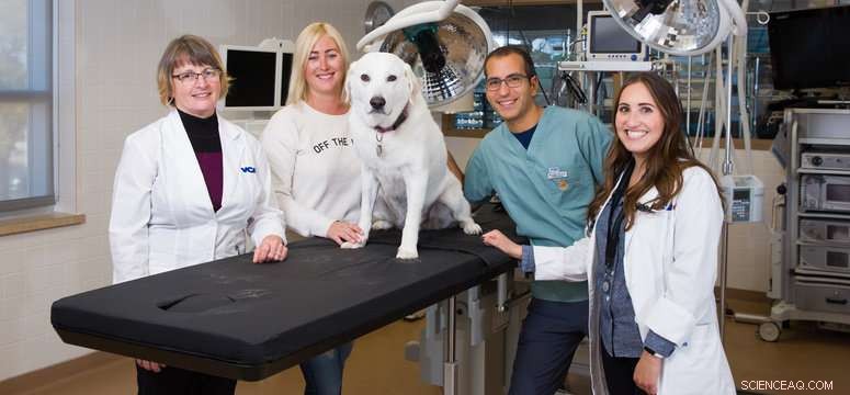 Groundbreaking Minimally Invasive Procedure Revives Dog and Restores Kidney Function
