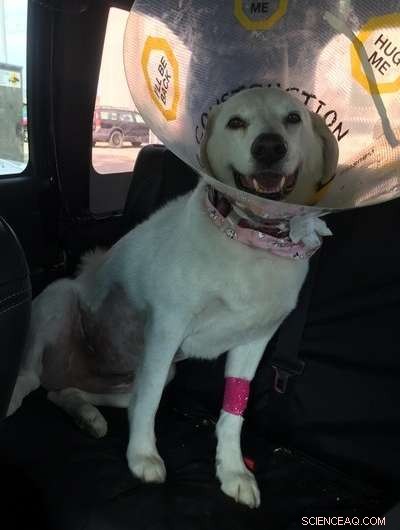 Groundbreaking Minimally Invasive Procedure Revives Dog and Restores Kidney Function