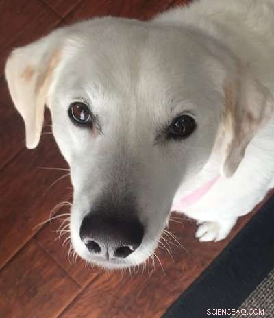 Groundbreaking Minimally Invasive Procedure Revives Dog and Restores Kidney Function