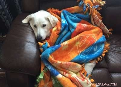 Groundbreaking Minimally Invasive Procedure Revives Dog and Restores Kidney Function