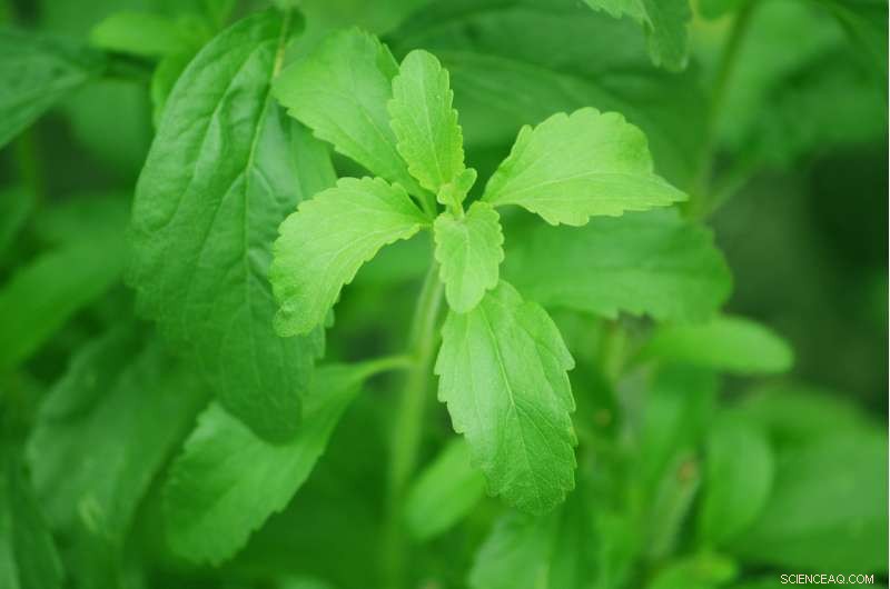 Groundbreaking First Complete Sequencing of Stevia Plant Genome Unveiled