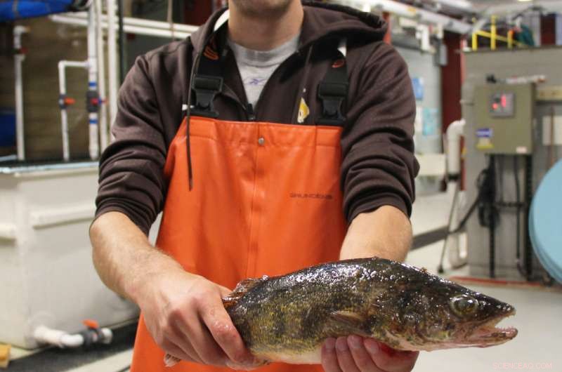 University of Wisconsin–Stout Researchers Explore Walleye Aquaculture Opportunities