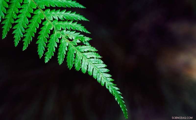 How Ethylene Signals Plants to Sleep