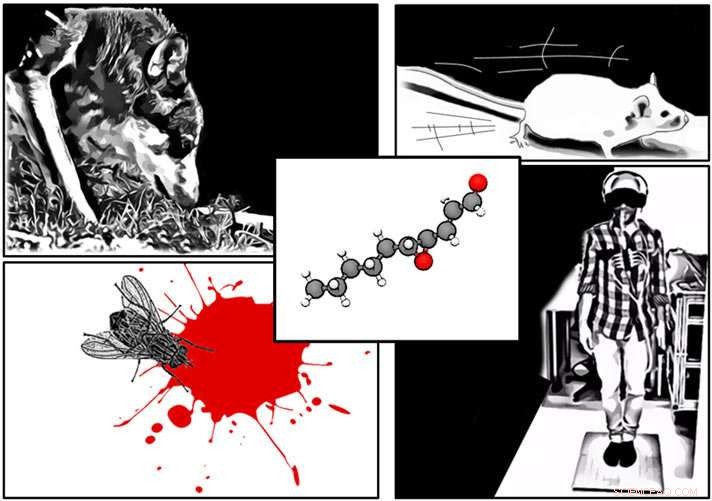 The Universal Food and Alarm Signal Hidden in Mammalian Blood
