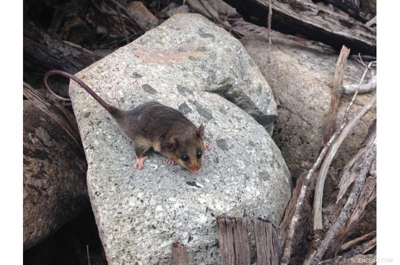 Genetic Rescue Drives Recovery of Australia s Endangered Mountain Pygmy Possums