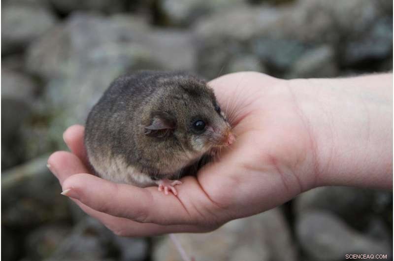 Genetic Rescue Drives Recovery of Australia s Endangered Mountain Pygmy Possums