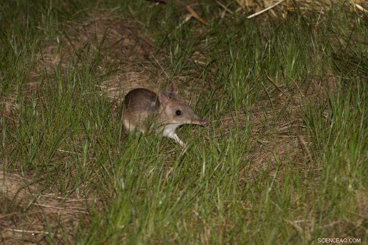 Genetic Rescue Drives Recovery of Australia s Endangered Mountain Pygmy Possums