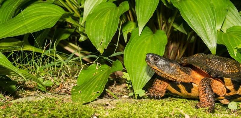 The Hidden Crisis of Illegal Turtle Trade: Why Scientists Stay Silent