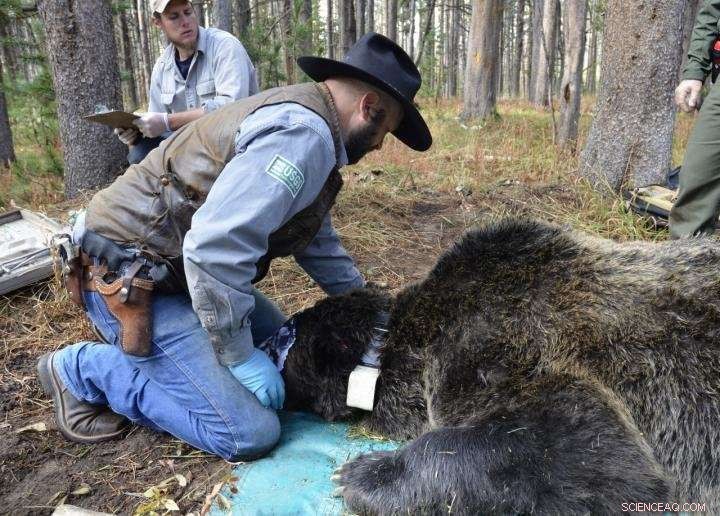 Uncovering Yellowstone Grizzly Paths: GPS Reveals Routes Out of Isolation