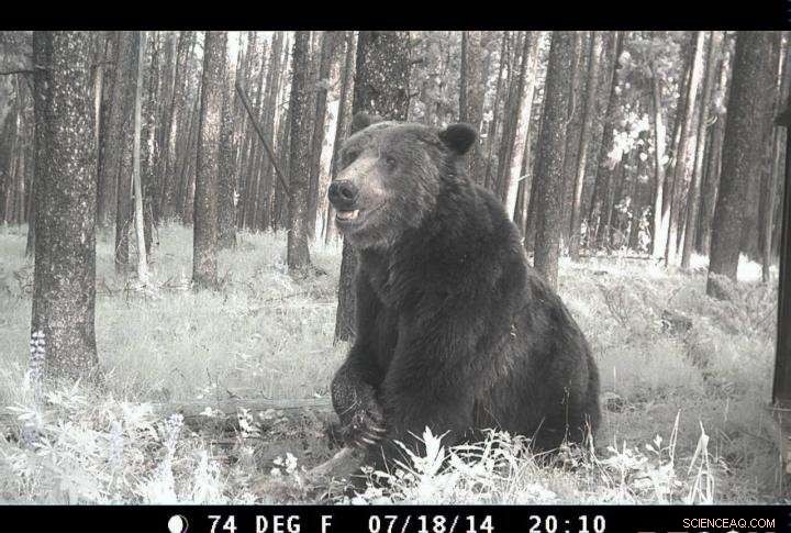 Uncovering Yellowstone Grizzly Paths: GPS Reveals Routes Out of Isolation