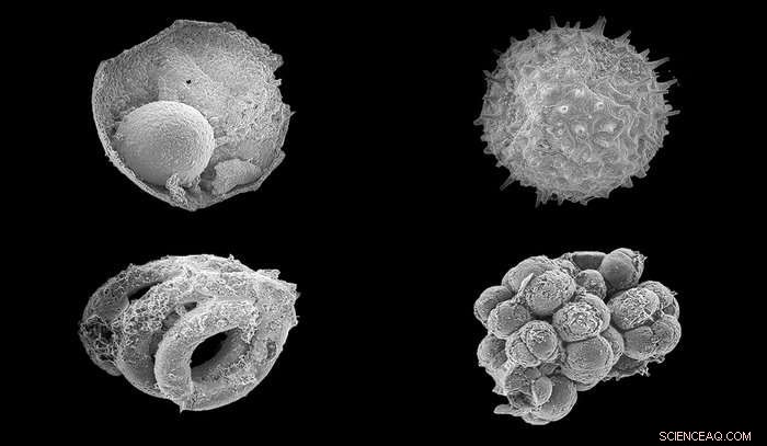 Yale Finds Embryo‑Like Microfossils in Mongolia, Illuminating Early Animal Evolution