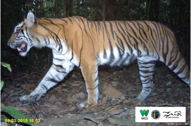 Sumatran Tigers Show Recovery Signs in UNESCO World Heritage Site Despite Ongoing Threats
