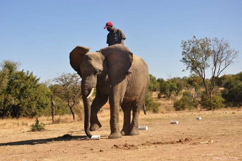 African Elephants  Remarkable Sense of Smell: A Lifesaving Tool