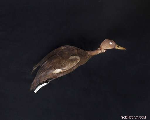 The Search for the Pink‑Headed Duck: One Man s Quest to Find a Thought‑Extinct Bird