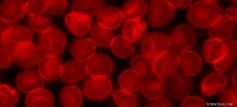 New Study Reveals Blood Molecule That Lures Wolves While Repelling Humans