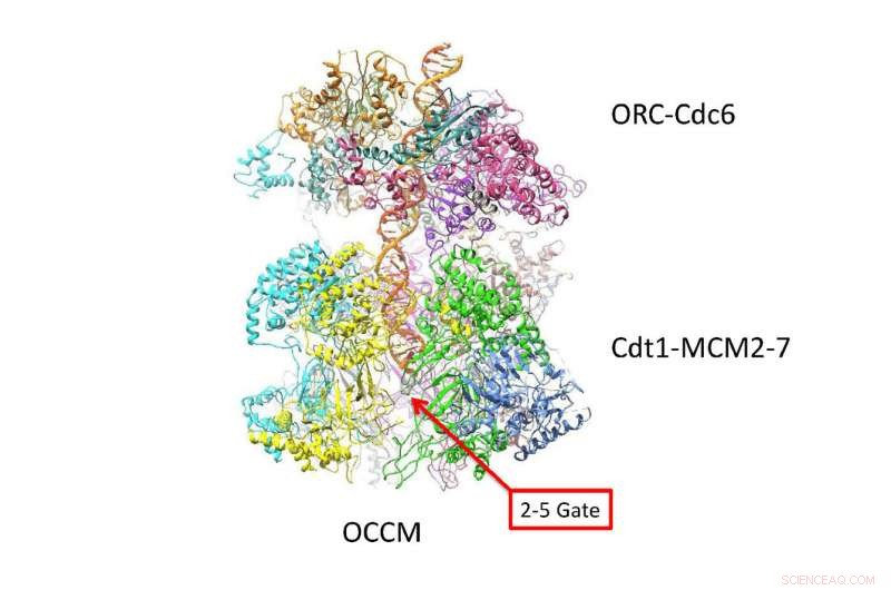 New Cryo-EM Study Reveals How the DNA Double Helix Separates During Replication