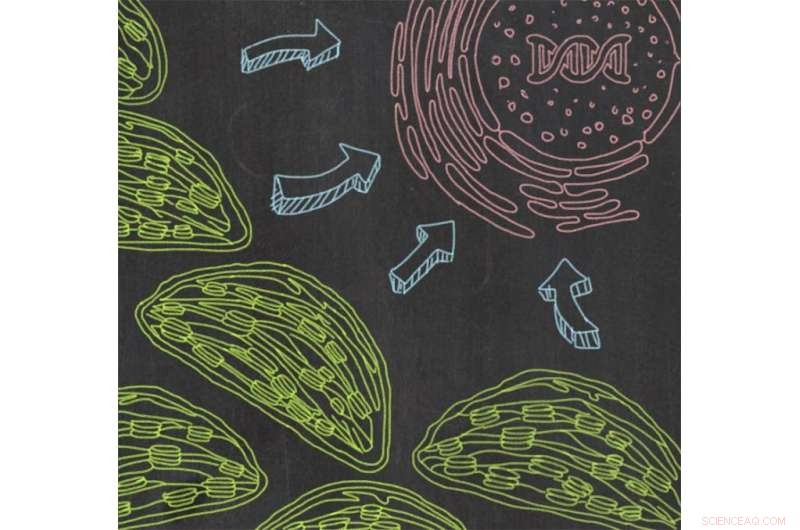 Plants Unveil a Novel System to Fix Protein Folding Errors