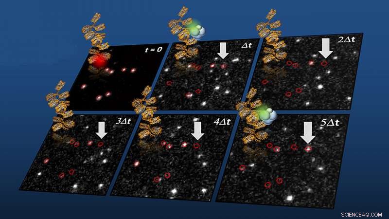 Unraveling Developmental Gene Regulation Through Single-Molecule Chromatin Imaging