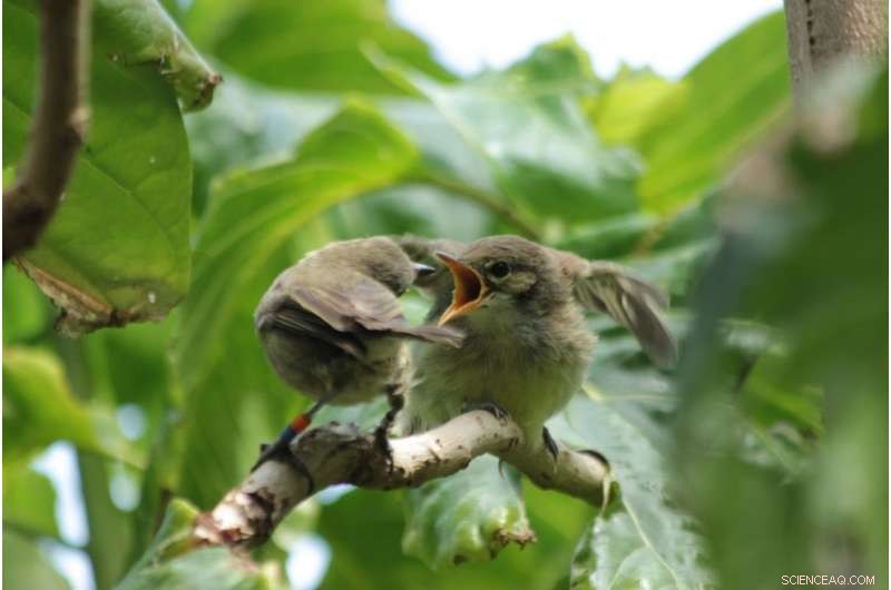 Birds Aid Relatives  Offspring for Personal Gain, Not Altruism