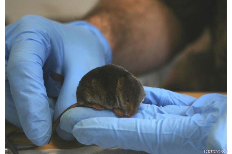 Seasonal Shrinkage: Shrews Shrink Their Heads to Survive the Cold