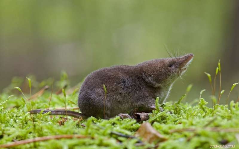 Seasonal Shrinkage: Shrews Shrink Their Heads to Survive the Cold