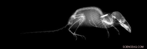 Seasonal Shrinkage: Shrews Shrink Their Heads to Survive the Cold