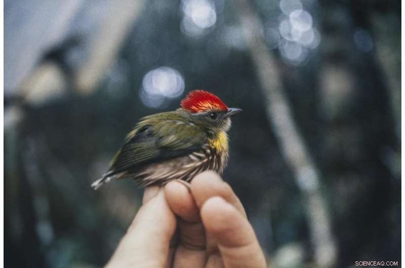 Peruvian Manakin Song Uncovers New Bird Species