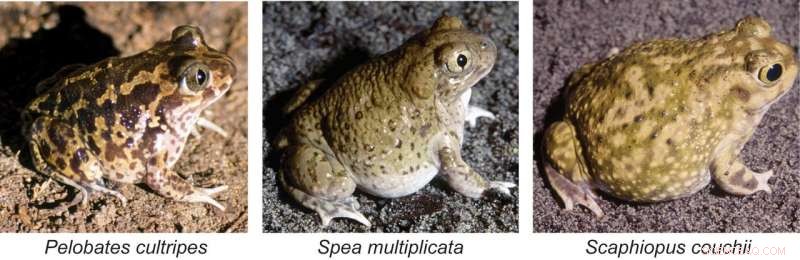 New Research Uncovers How Environment, Hormones, and Evolution Interact in Spadefoot Toads