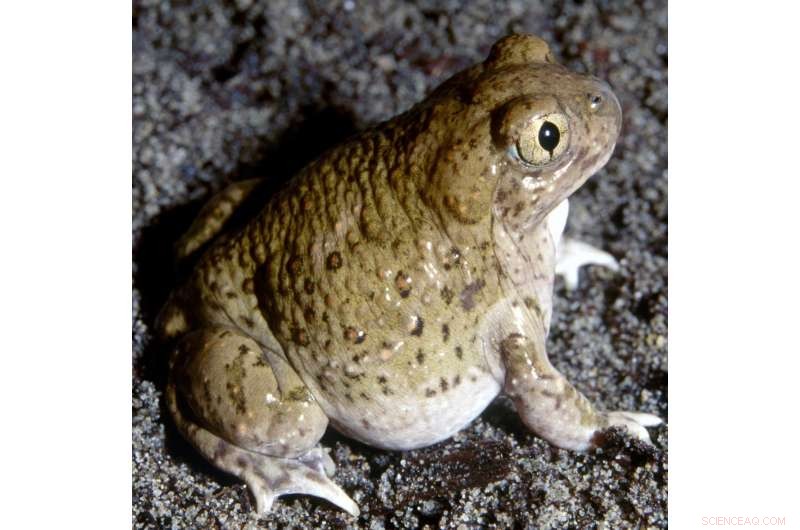 New Research Uncovers How Environment, Hormones, and Evolution Interact in Spadefoot Toads