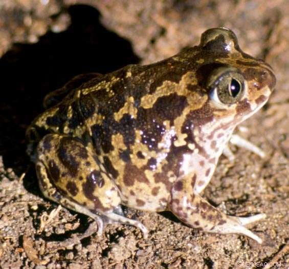 New Research Uncovers How Environment, Hormones, and Evolution Interact in Spadefoot Toads