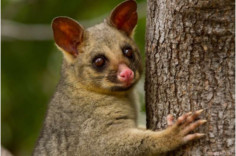 Reintroduced Marsupials Present New Threat to Ground‑Dwelling Birds in Southwestern Australia