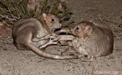 Reintroduced Marsupials Present New Threat to Ground‑Dwelling Birds in Southwestern Australia